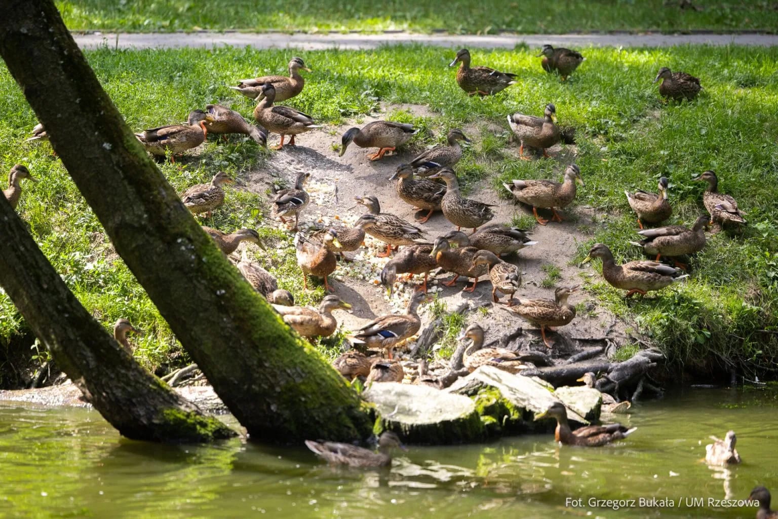 Park w Słocinie