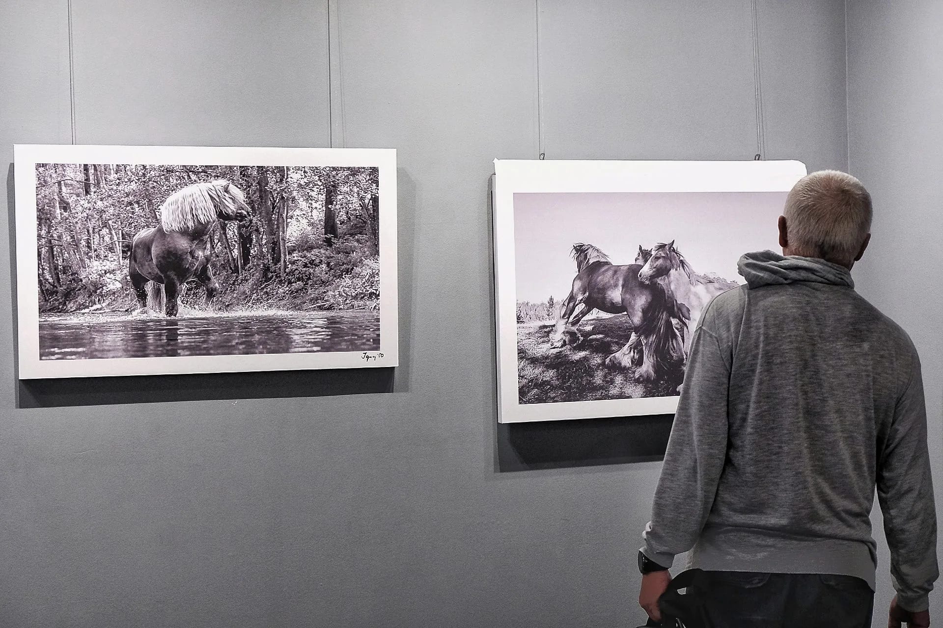 Wystawa zdjeć koni w Galerii Nierzeczywistej w Rzeszowie