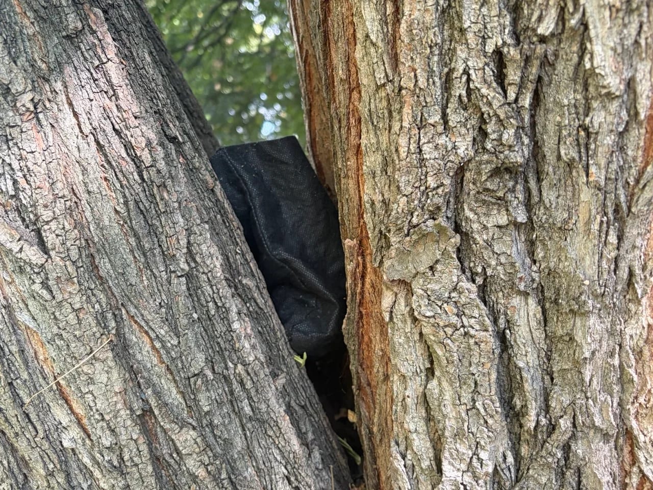 Skrytka geocaching między gałęziami