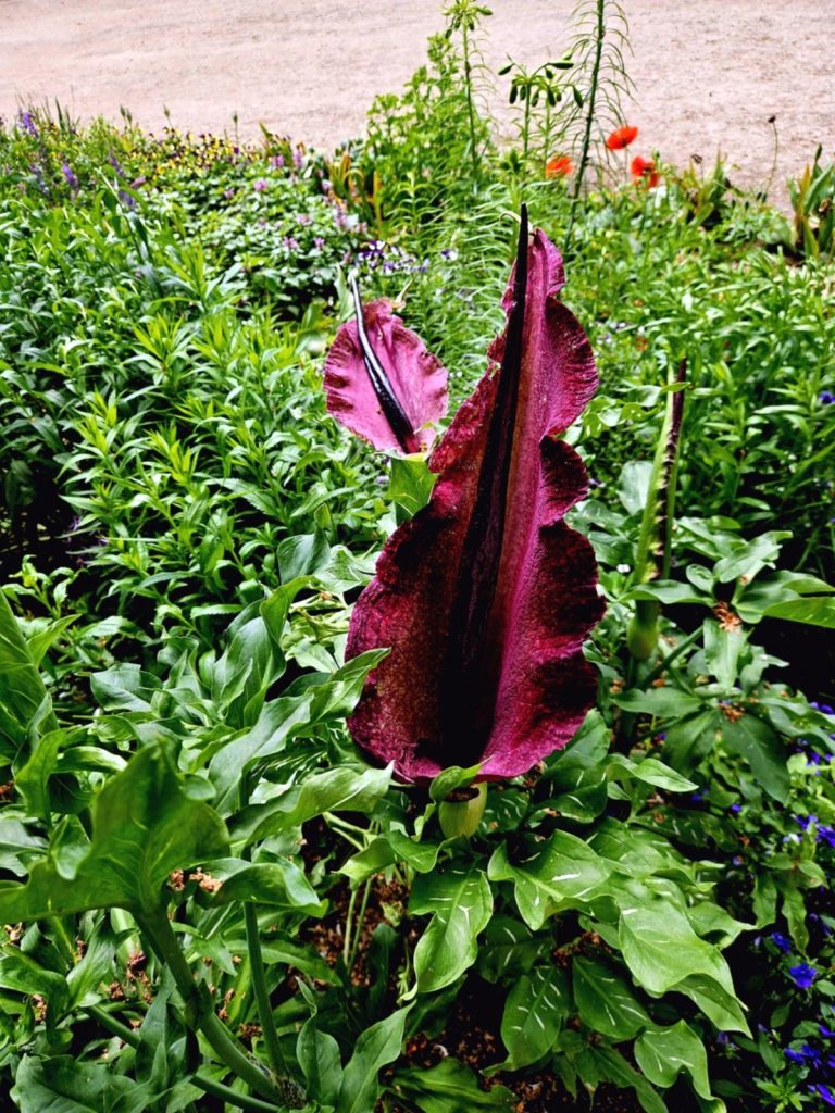 purpurowy kwiat, lilia voodoo