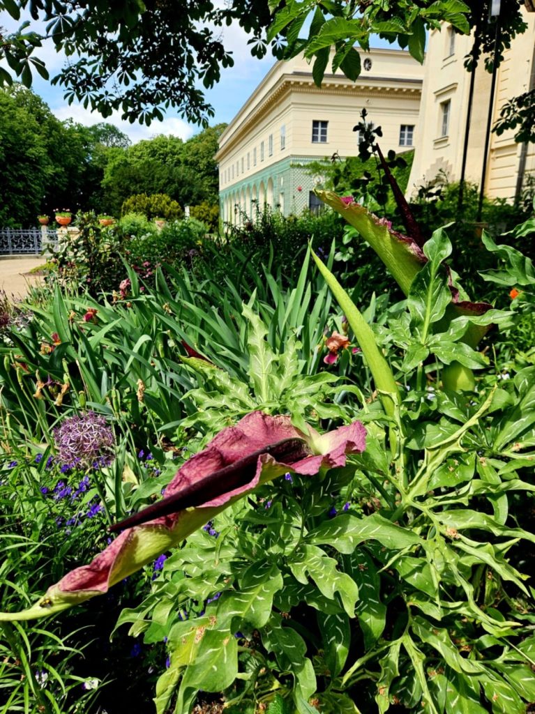 ogród w Muzeum-Zamek w Łańcucie