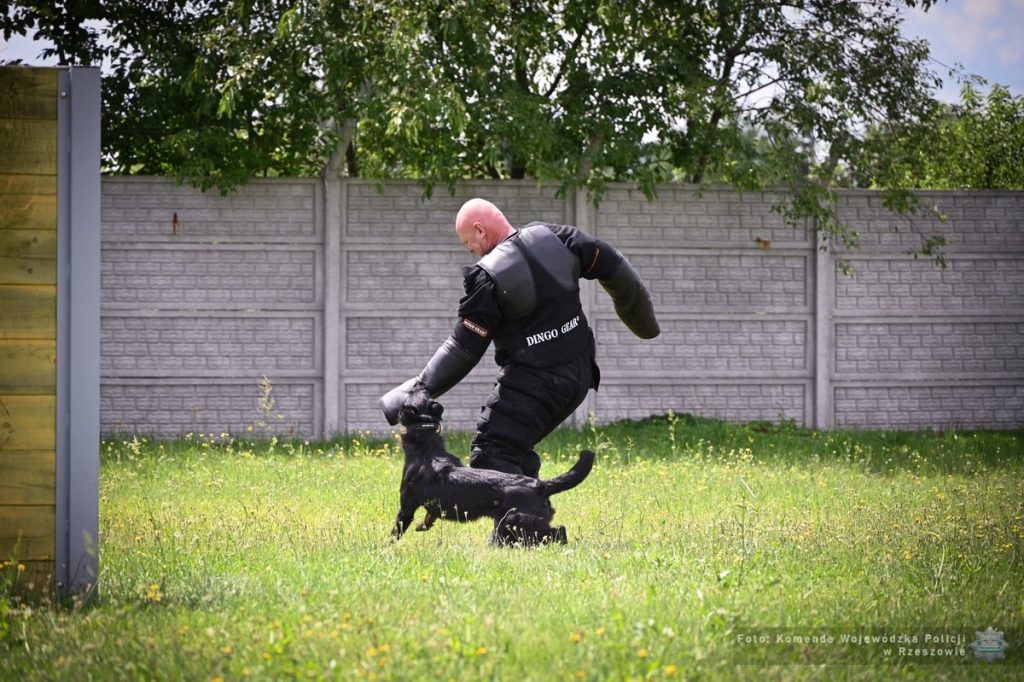 Pies atakuje przestępce