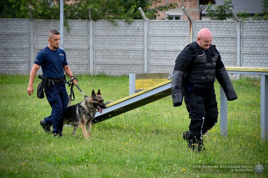 Pies, policjant i przestępca