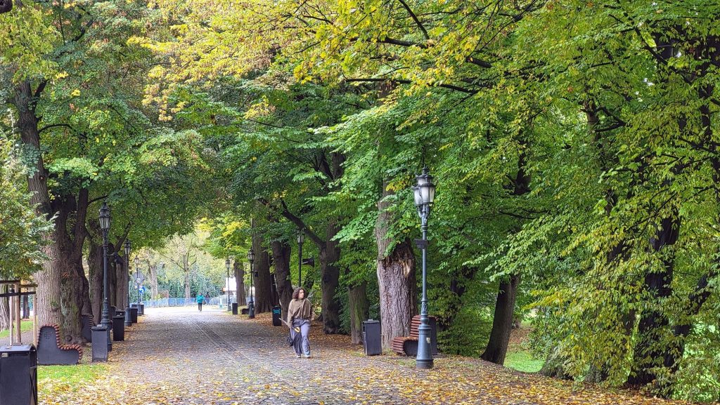 aleja w centrum Rzeszowa