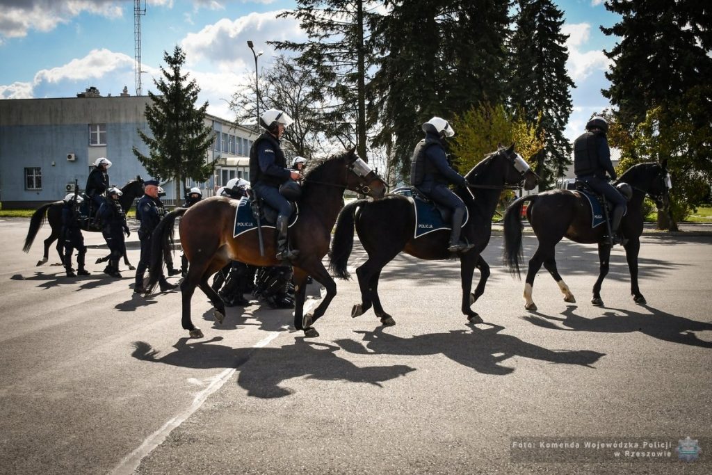 Policyjne konie na egzaminie
