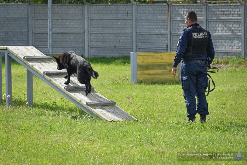 Egzamin dla policyjnych psów