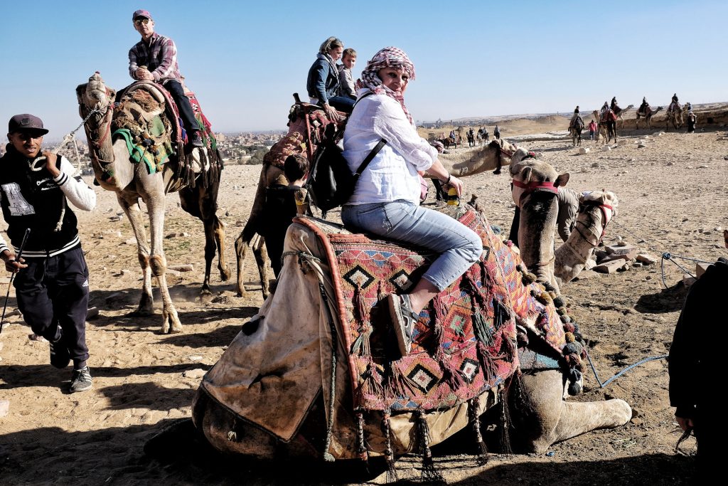 Wielbłądy pod piramidami w Gizie