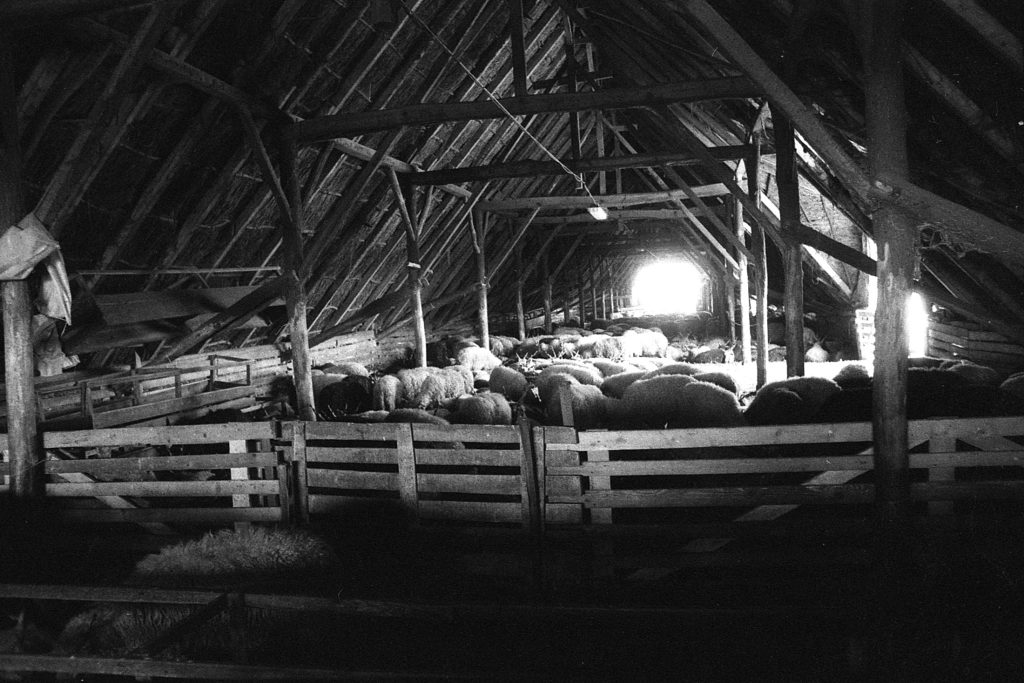 Owczarnia w Hortobagy na Węgrzech