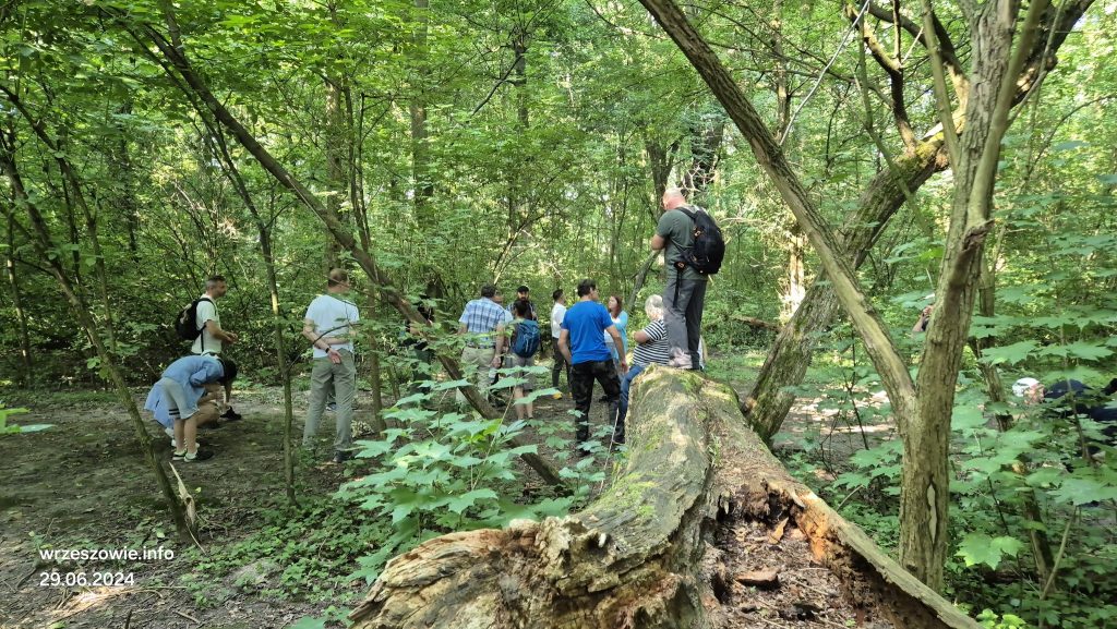rezerwat przyrody Lisia Góra