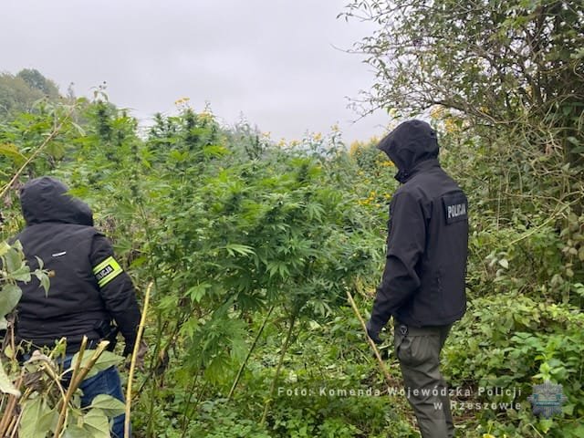 Konopie i policjanci