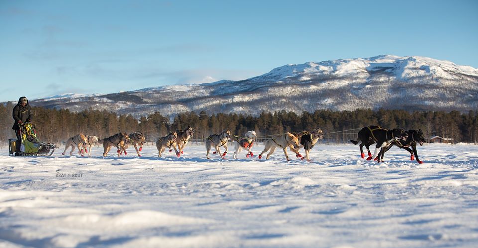 wyścig psich zaprzęgów