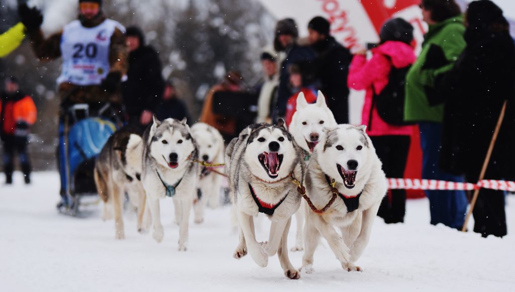 Wyścigi Psich Zaprzęgów W Krainie Wilka