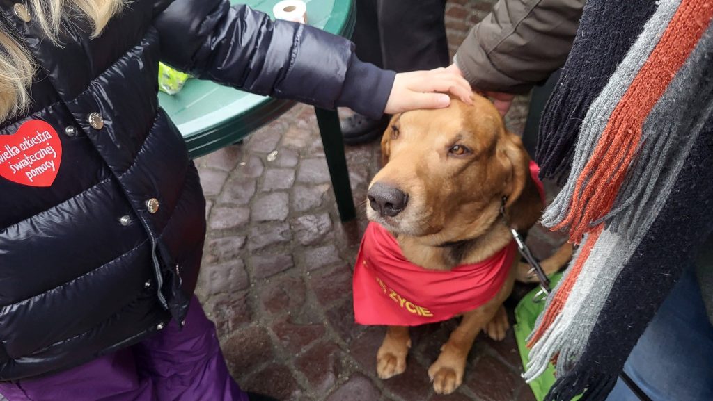 WOŚP 2026 w Rzeszowie