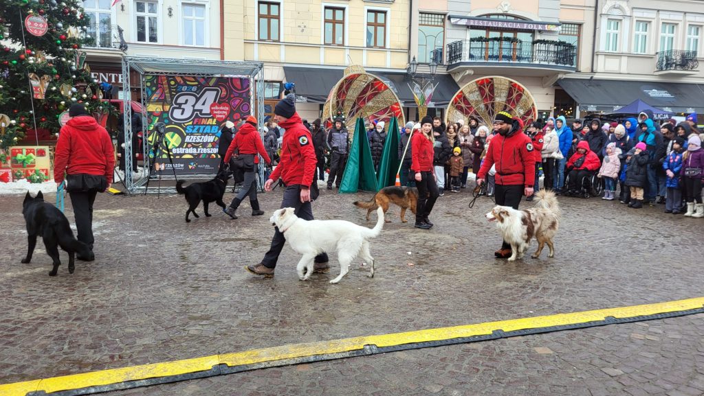 Pokaz psów ratowniczych WOŚP w Rzeszowie