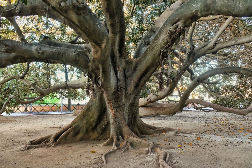 Fikus w Ogrodzie Botanicznym