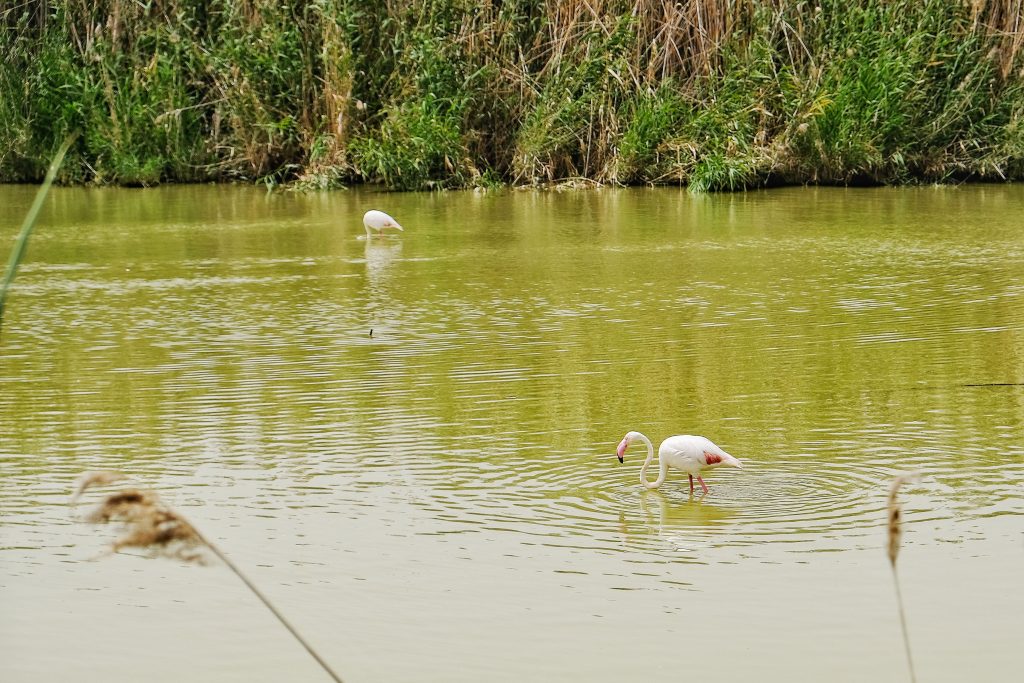 Molentargius – Saline