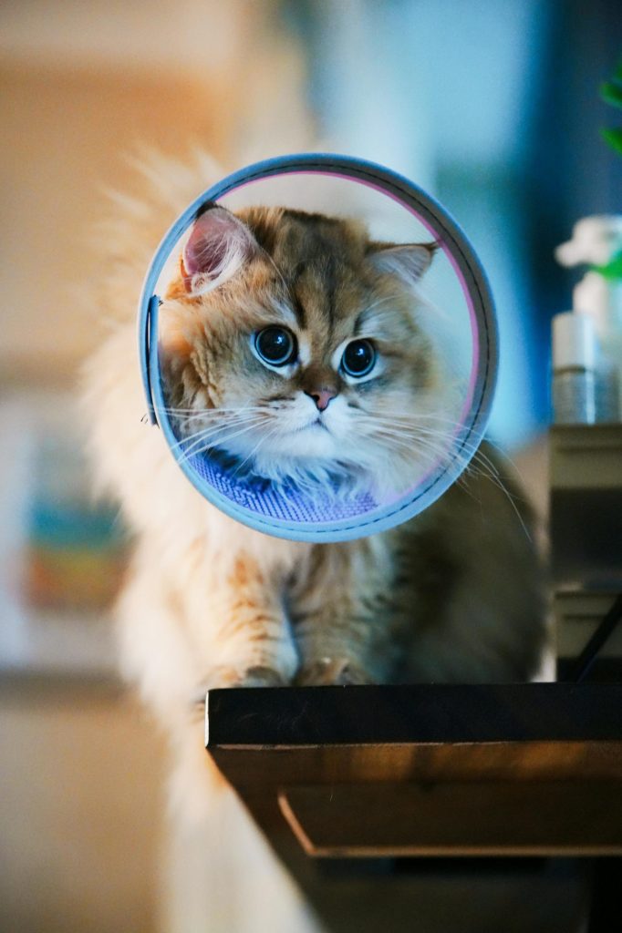 Kor w kołnierzu ochronnym