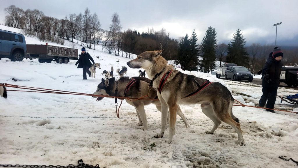 W Krainie Wilka - wyścigi psich zaprzęgów w Bieszczadach