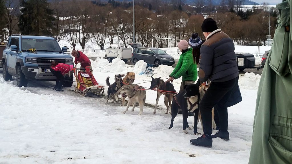 W Krainie Wilka - wyścigi psich zaprzęgów w Bieszczadach