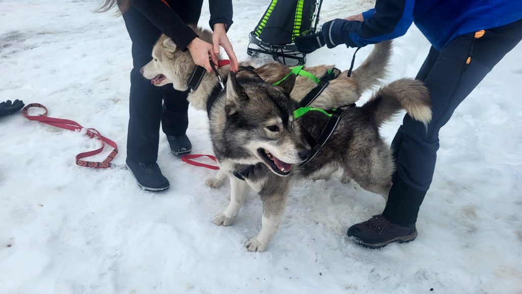 W Krainie Wilka - wyścigi psich zaprzęgów w Bieszczadach