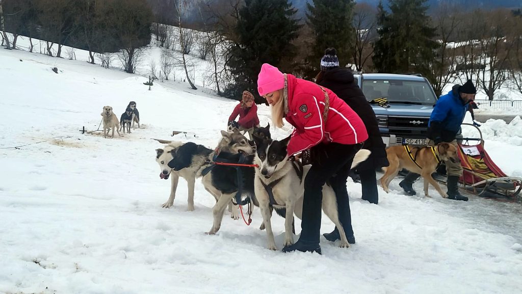 W Krainie Wilka - wyścigi psich zaprzęgów w Bieszczadach