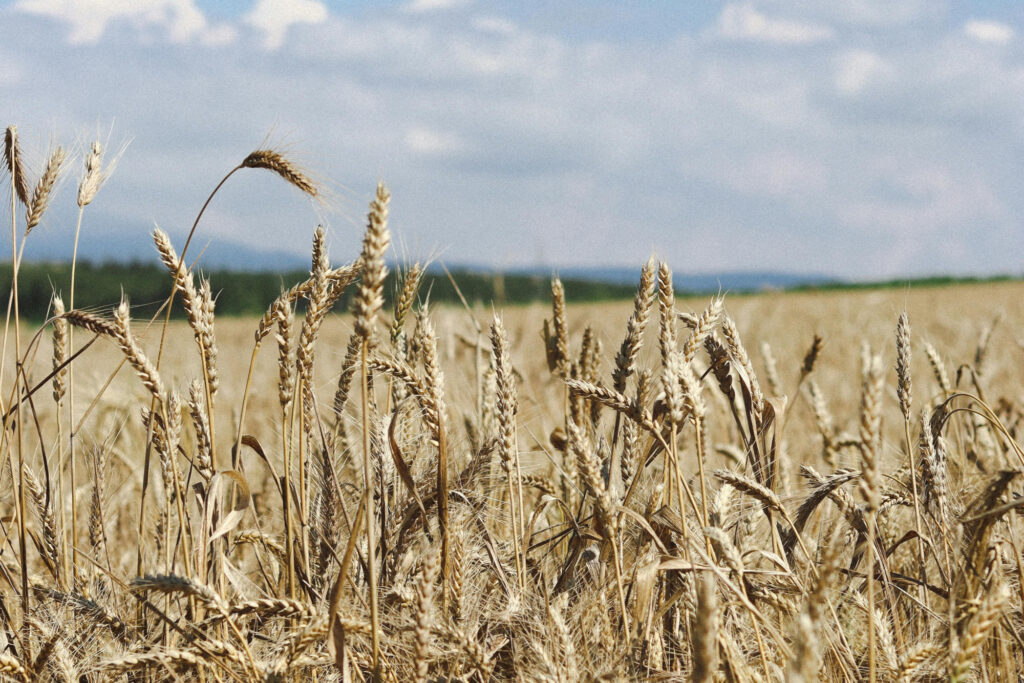 Zboże na polu