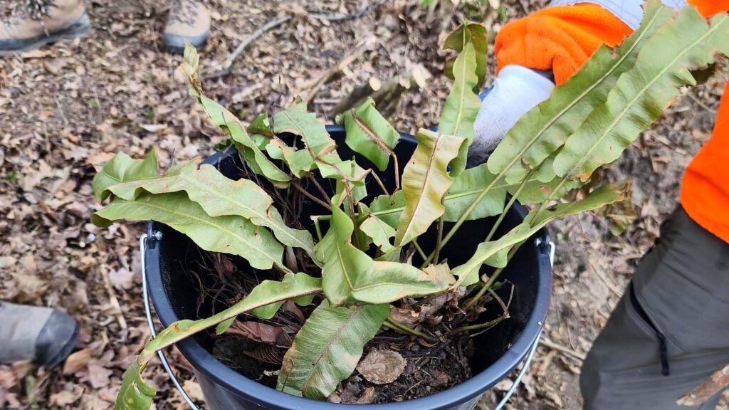 Języcznik zwyczajny