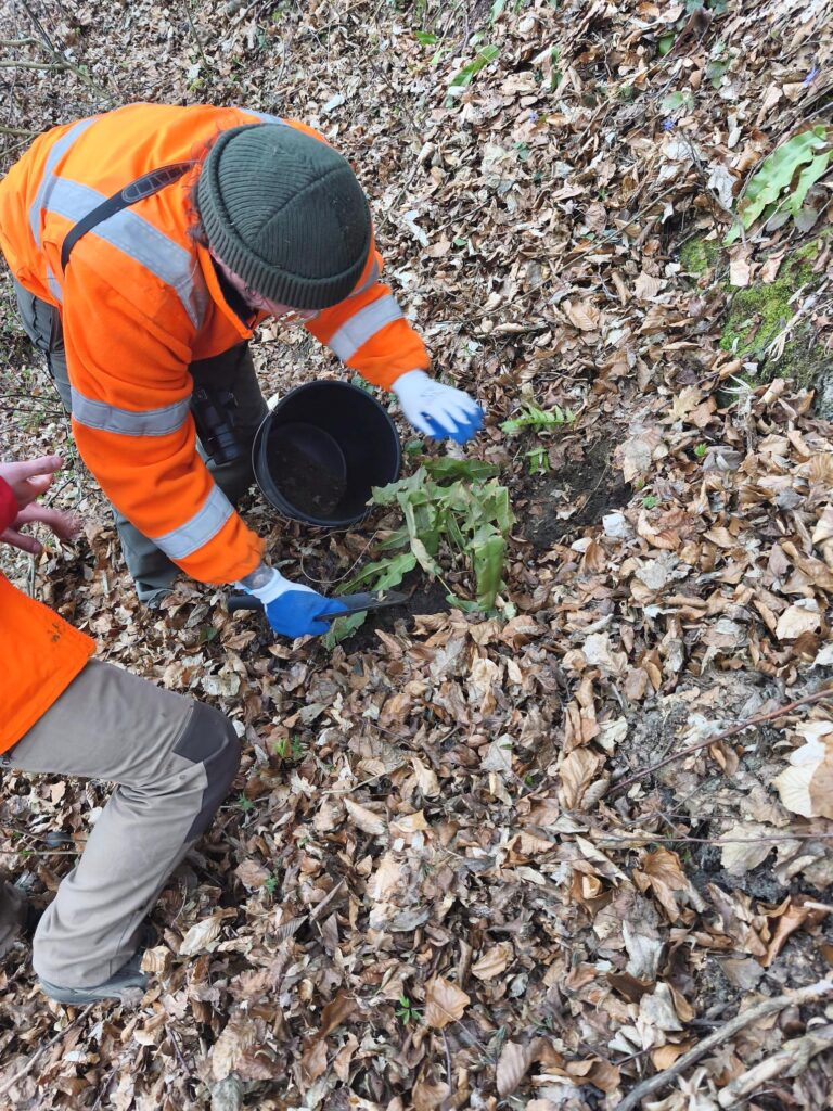 Obwodnica Sanoka i chronione rosliny
