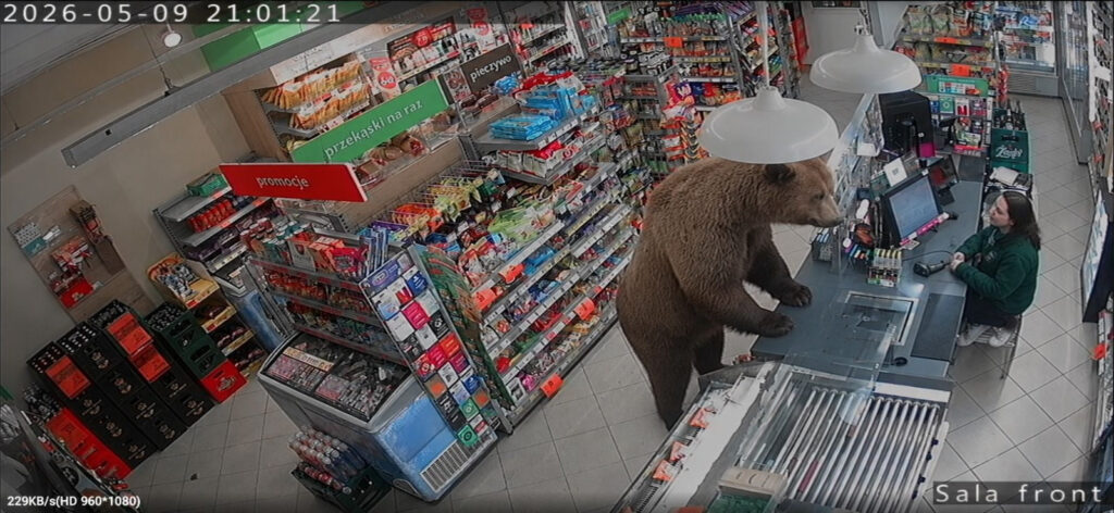 Niedźwiedź w żabce