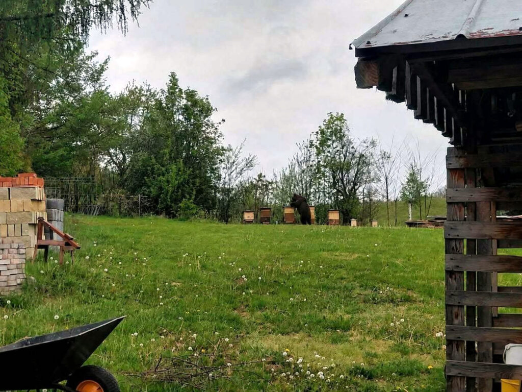 Niedźwiedź w Połomii