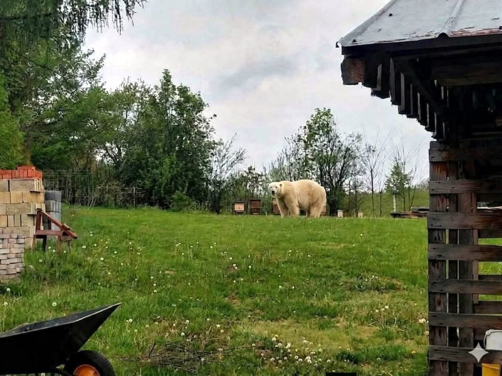 Mis polarny na Podkarpaciu