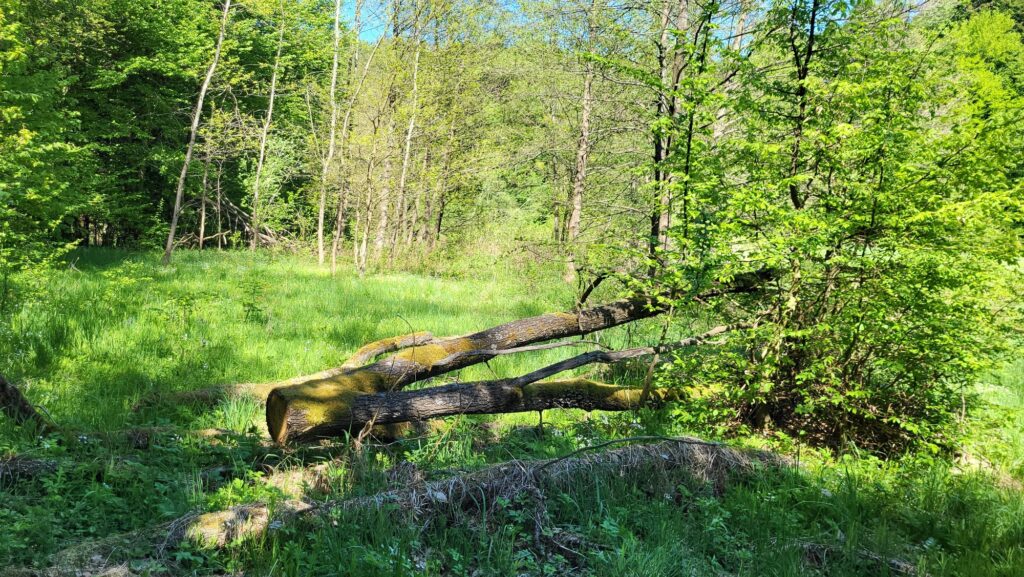 widok na rezerwat Mojka