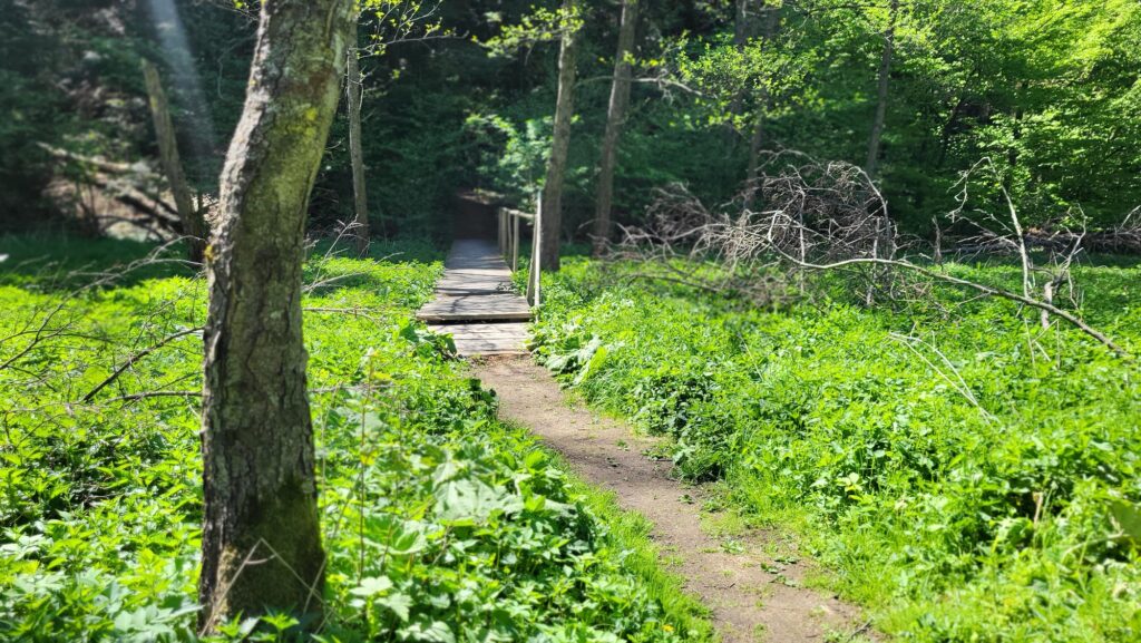 rezerwat Mojka, widok na ścieżkę 
