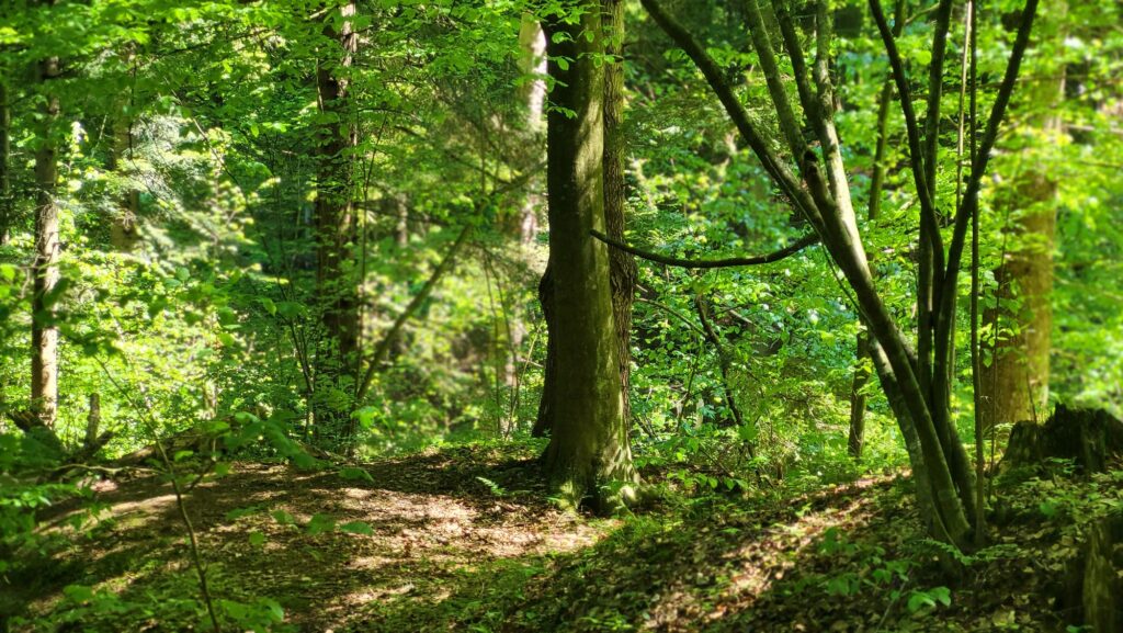 lasy jodłowo-bukowe