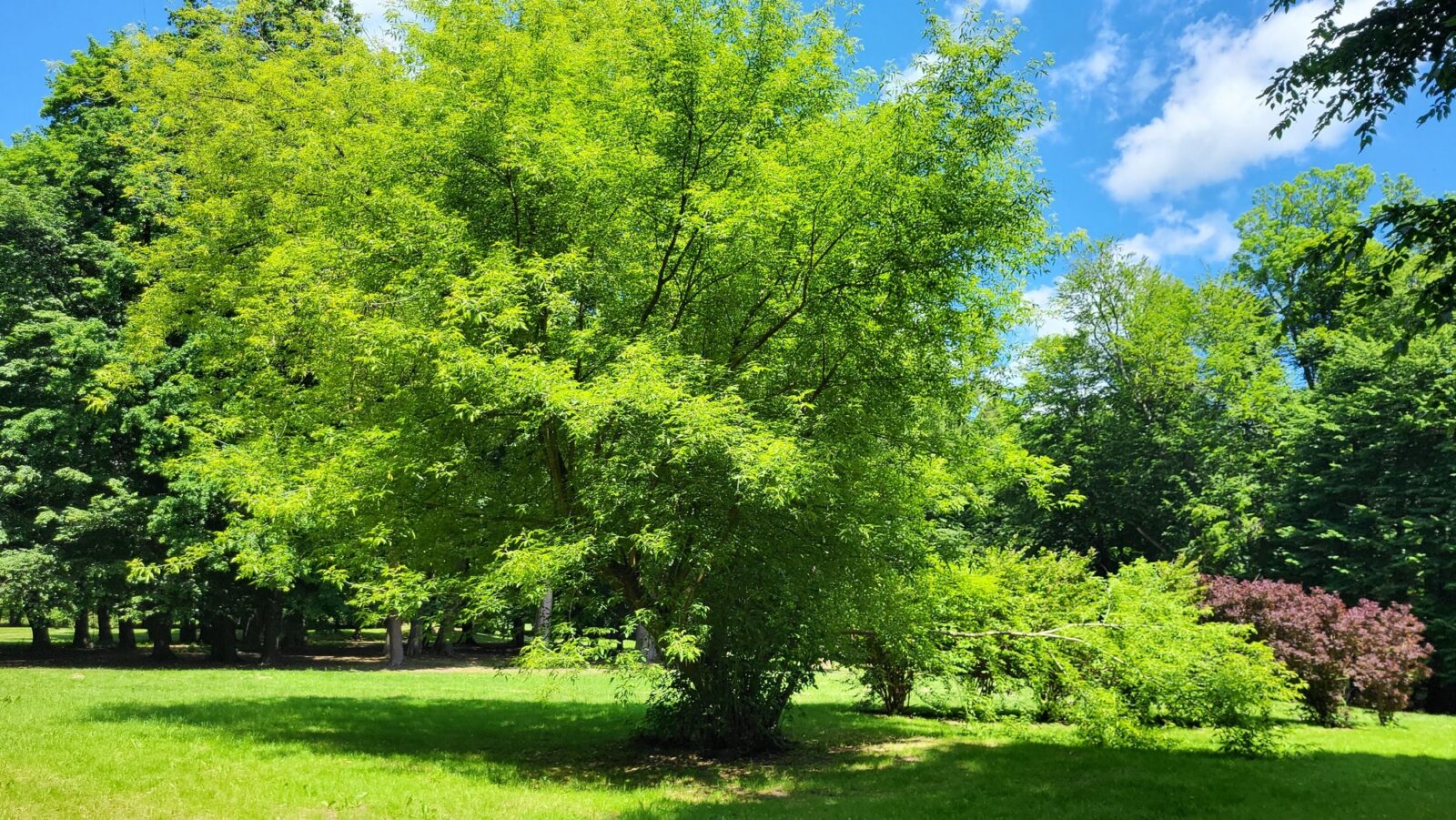 park w Wiśniowej