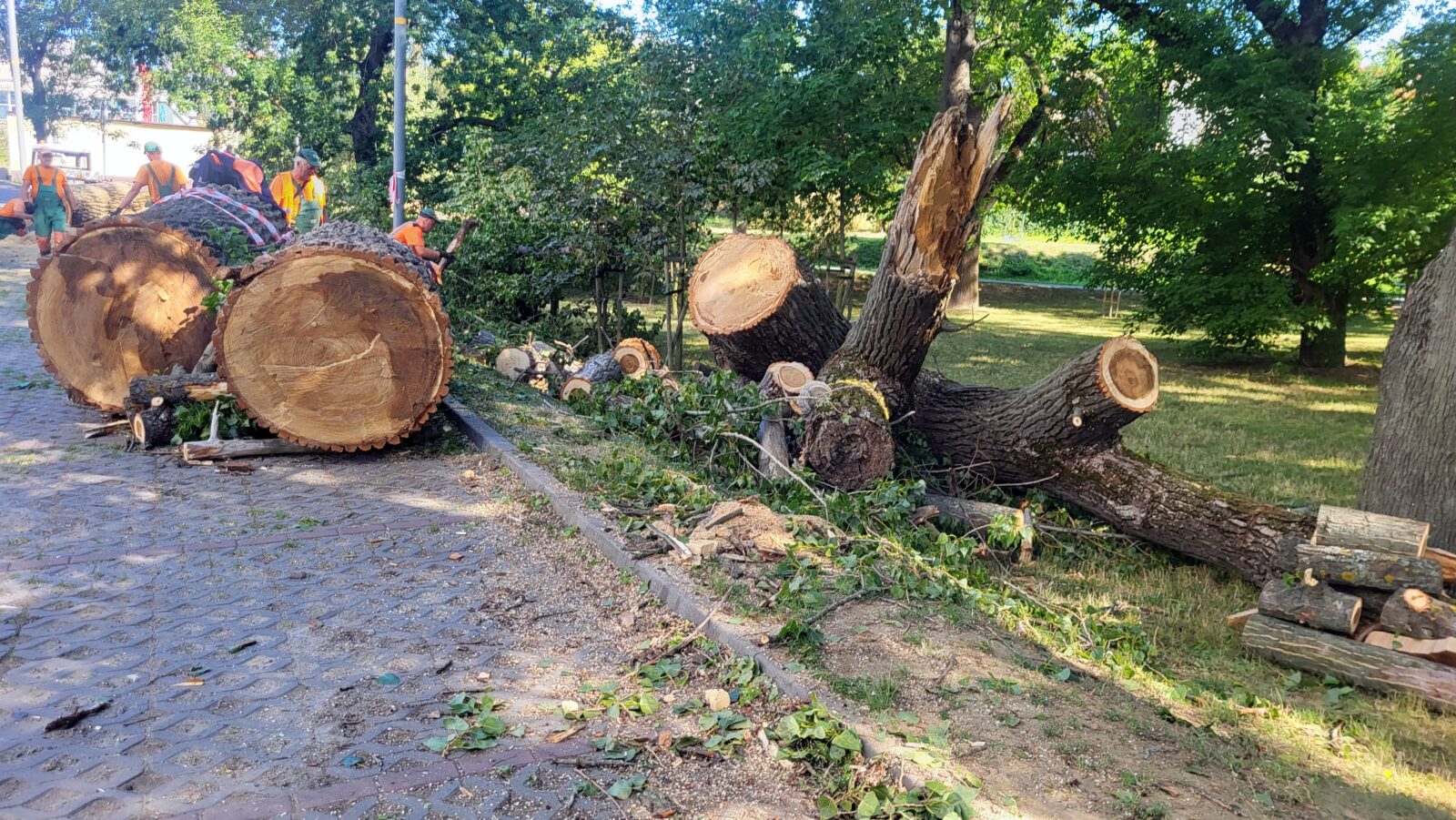 wycięte drzewa