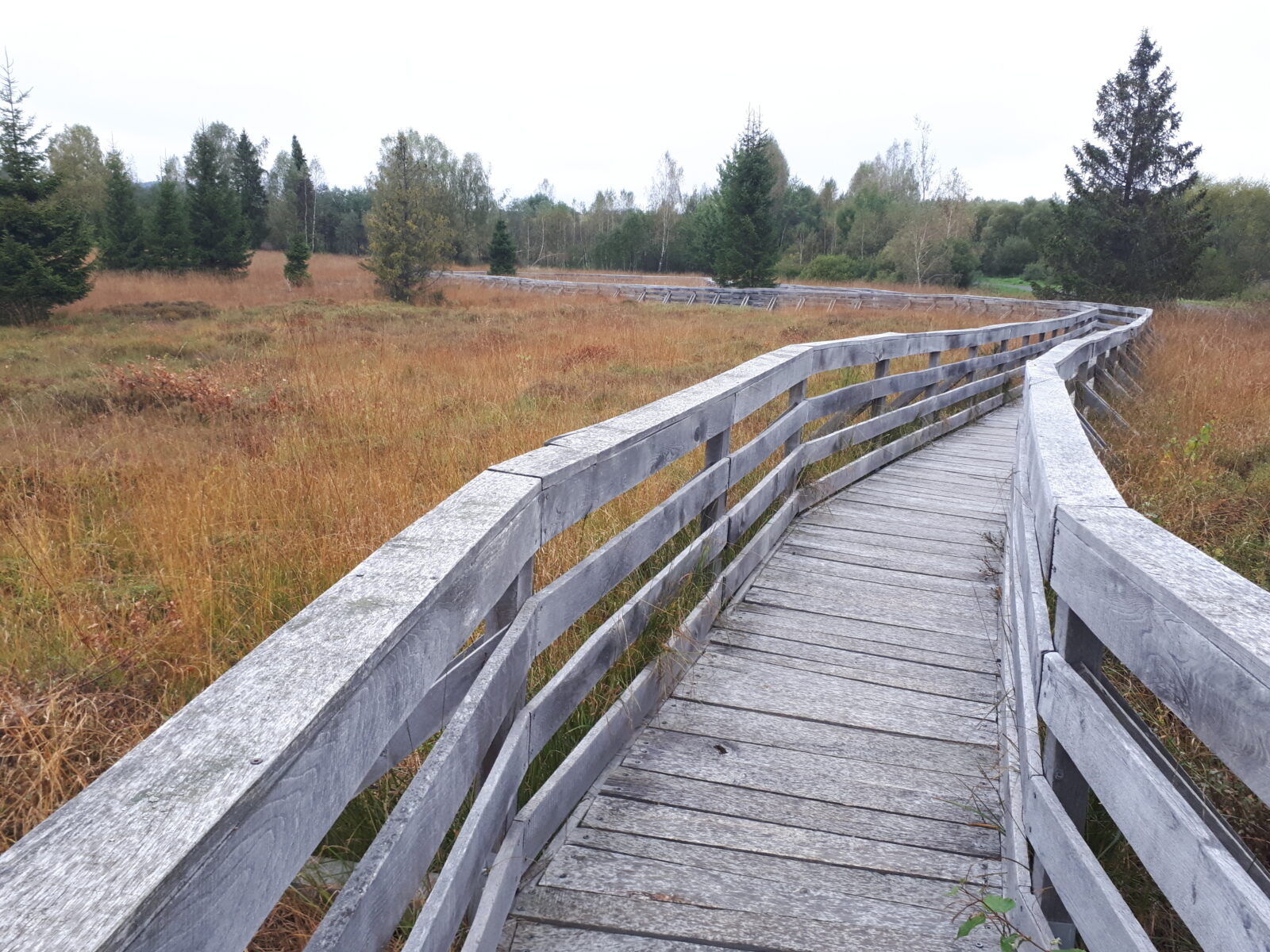 Torfowisko Tarnawa