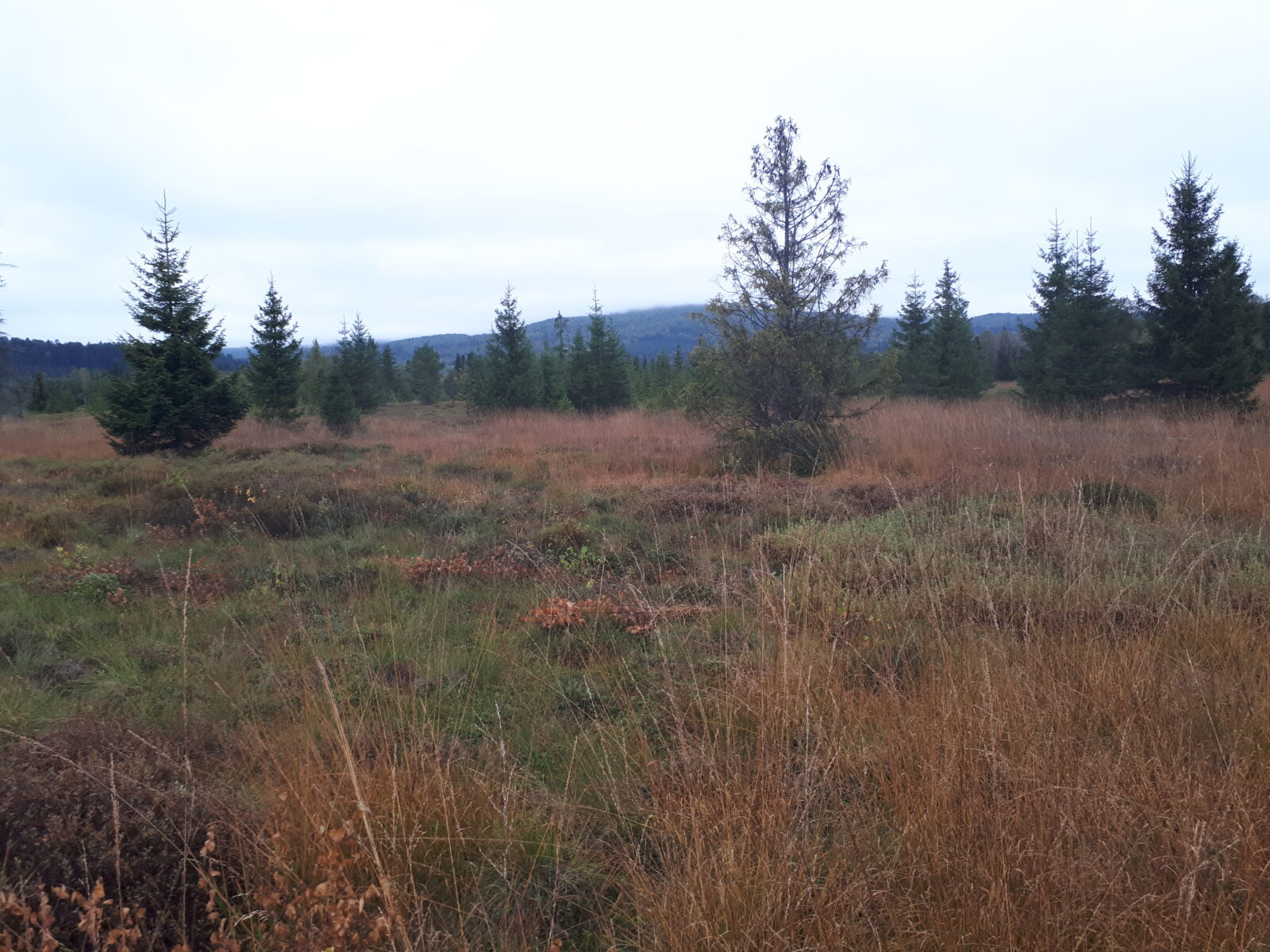 Torfowisko Tarnawa