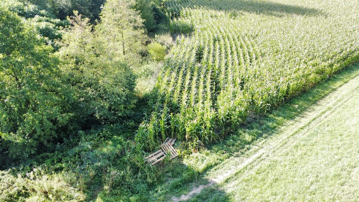 Zniszczone pole kukurydzy w Boguchwale